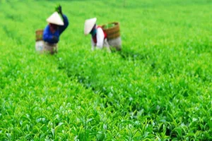 Chè xanh Việt Nam chinh phục thị trường Bắc Mỹ