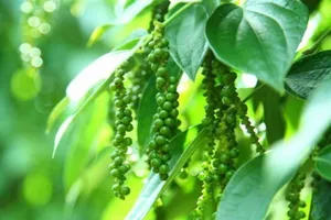 Mỹ đã mua hơn 40.000 tấn hạt tiêu Việt