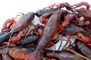 Tiêu hủy toàn bộ số tôm 10 càng hung dữ ở Đồng Tháp