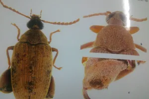 Sợ mọt nguy hiểm, Việt Nam ngừng nhập nhiều nông sản