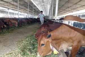 Việt Nam 'bắt tay' nuôi bò Úc quy mô lớn