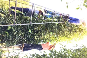 Ấn Độ đồng ý gỡ bỏ lệnh tạm ngưng nhập nông sản Việt 