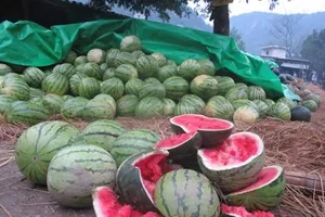 Bộ Công Thương cảnh báo xuất dưa hấu sang Trung Quốc