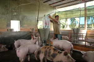 Giá heo 10.000 đồng/kg là tin đồn thất thiệt