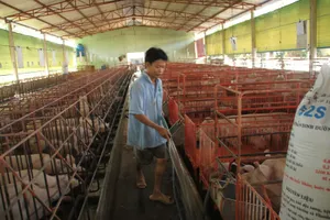 'Ông lớn' nước ngoài bán tháo, giá heo rớt trở lại