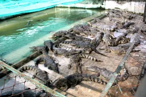Bị bỏ đói lâu ngày, hàng vạn con cá sấu 'thoi thóp' 