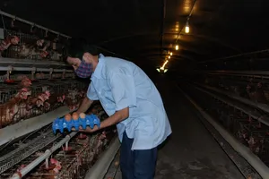 Sau heo, đến lượt trứng gà 'kêu cứu'