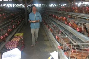 Trứng gà mất giá, mỗi ngày lỗ 20 triệu đồng