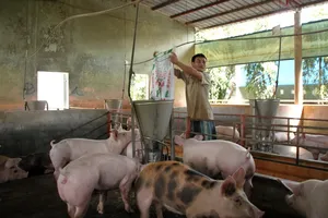 Trung Quốc đồng ý mua heo của Việt Nam