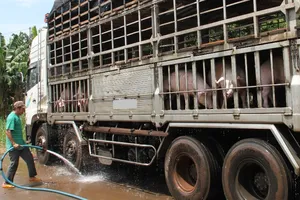 Heo Việt phải... 'đi' đường vòng để qua Trung Quốc 