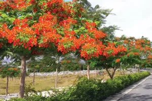 Đại gia Đặng Văn Thành trồng... phượng để hút du khách