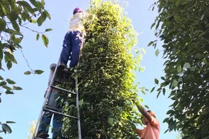 Thương lái Trung Quốc 'đạo diễn' hồ tiêu Việt ra sao? 