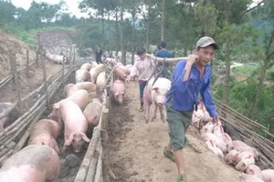 Giá heo lại giảm chỉ còn 30.000 đồng/kg