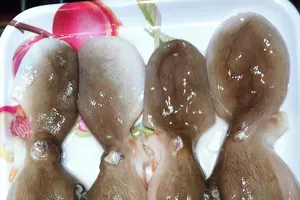 Thuế 0% nhưng mực Việt bán sang Trung Quốc khiêm tốn