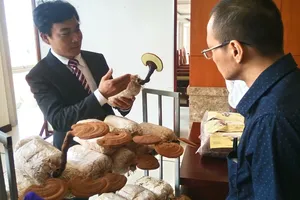 Việt kiều 'hiến kế' giúp TP.HCM trồng rau kiểu Nhật