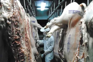 Nháo nhào tìm nơi giết mổ heo, thương lái khóc ròng