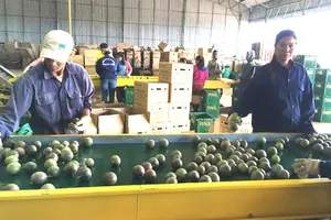 Bầu Đức bán chanh dây Việt sang Thái Lan, châu Âu