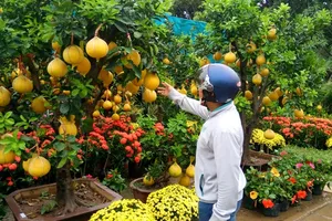 Mai, bưởi Diễn... chục triệu đồng rục rịch ra chợ Tết
