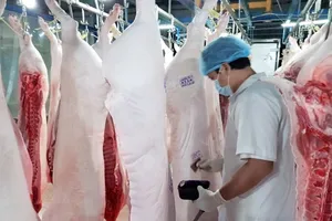 Cận Tết, người nuôi heo vẫn 'méo mặt' vì lỗ 