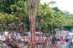 Đào Nhật Tân giá 20 triệu đồng/chậu đổ bộ TP.HCM