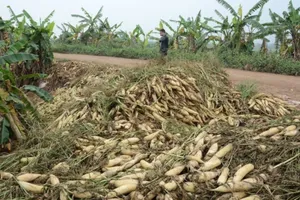 Hỏa tốc giải cứu củ cải, su hào... nhổ bỏ cho bò ăn