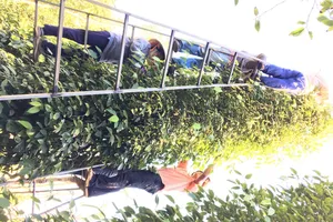 Tiêu đen Bà Rịa-Vũng Tàu được bảo hộ chỉ dẫn địa lý