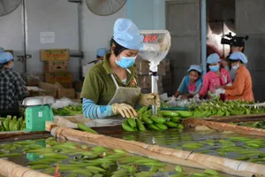 'Bí kíp' chuối Việt Nam xuất khẩu được giá sang TQ