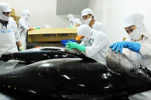 Cá ngừ Việt 'đắc lợi' từ cuộc chiến thương mại Mỹ-Trung 