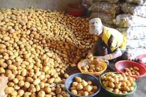 Chợ Đà Lạt cấm cửa khoai tây, cà rốt Trung Quốc