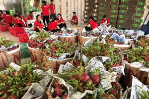  'Đụng hàng' Trung Quốc, thanh long Việt bán rẻ như cho 