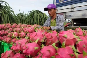 'Giải mã' việc Trung Quốc đột ngột ngưng mua thanh long VN
