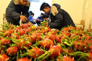 Thanh long thê thảm: Giải cứu hay để thị trường quyết định?