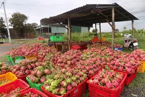 Vì sao thanh long nơi 500 đồng/kg nơi giá 30.000 đồng/kg?