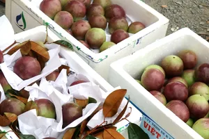 Vú sữa Việt nằm trong tốp đắt đỏ ở Mỹ: 350.000 đồng/kg