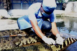 Gần 7.000 con cá sấu sống tại TPHCM 'bay' ra nước ngoài