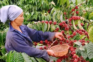 Người Thái nhập hơn 90% lượng cà phê từ Việt Nam