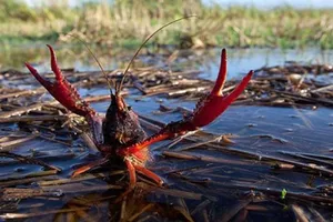 'Tôm càng đỏ Trung Quốc không thể đấu với tôm hùm Việt Nam' 