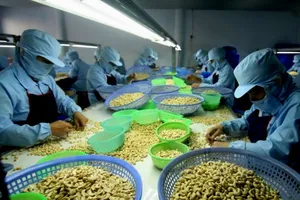 Trung Quốc ăn nhiều hạt điều Việt vì thương chiến căng thẳng