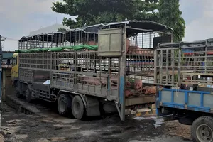 Giữa cơn sốt, lo heo lậu từ Thái Lan tuồn vào Việt Nam