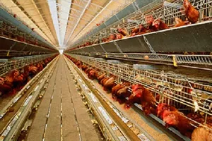 Ảnh minh họa- Nguồn: Internet