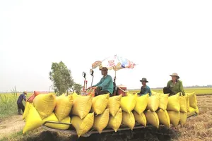 'Cú thắng gấp ngừng xuất khẩu gạo làm mất cơ hội lớn'