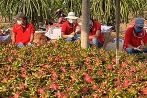 Thái Lan tăng mạnh nhập khẩu trái cây Việt Nam