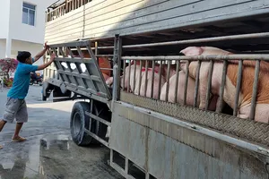 9.000 con heo Thái Lan đổ về, giá heo trong nước vẫn cao