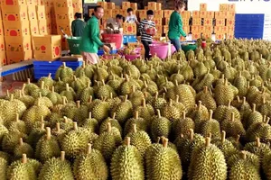 Sầu riêng xuất khẩu lao dốc, giảm gần 90%
