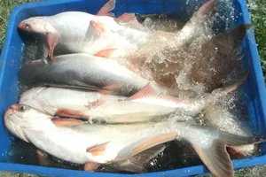 Tốn 3.000 USD, thủy sản Việt vẫn kẹt đường vào Trung Quốc