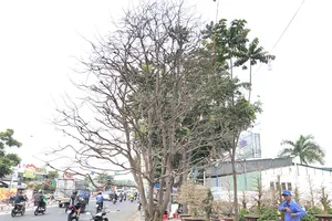 Xôn xao 'cụ' mai ngũ phúc hơn trăm tuổi giá 1,9 tỉ ở TP.HCM 