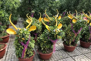Tắc trâu vàng, tắc bonsai tạo hình kỳ công đắt khách