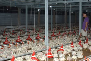 'Sốc' với gà rớt giá chỉ còn 6.000 đồng/kg vẫn không có người mua