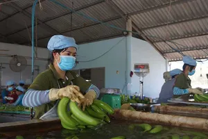 Hàng triệu tấn xoài, chuối, sầu riêng...miền Tây cần người mua