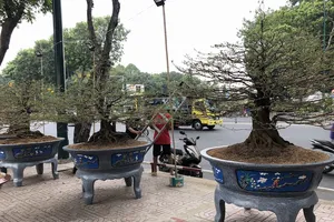 Choáng với 4 'cụ' mai giá 3,6 tỉ đồng